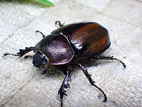 Amazon | マルガリータヒナカブト 生体 (40ミリ36ミリ新成虫ペア